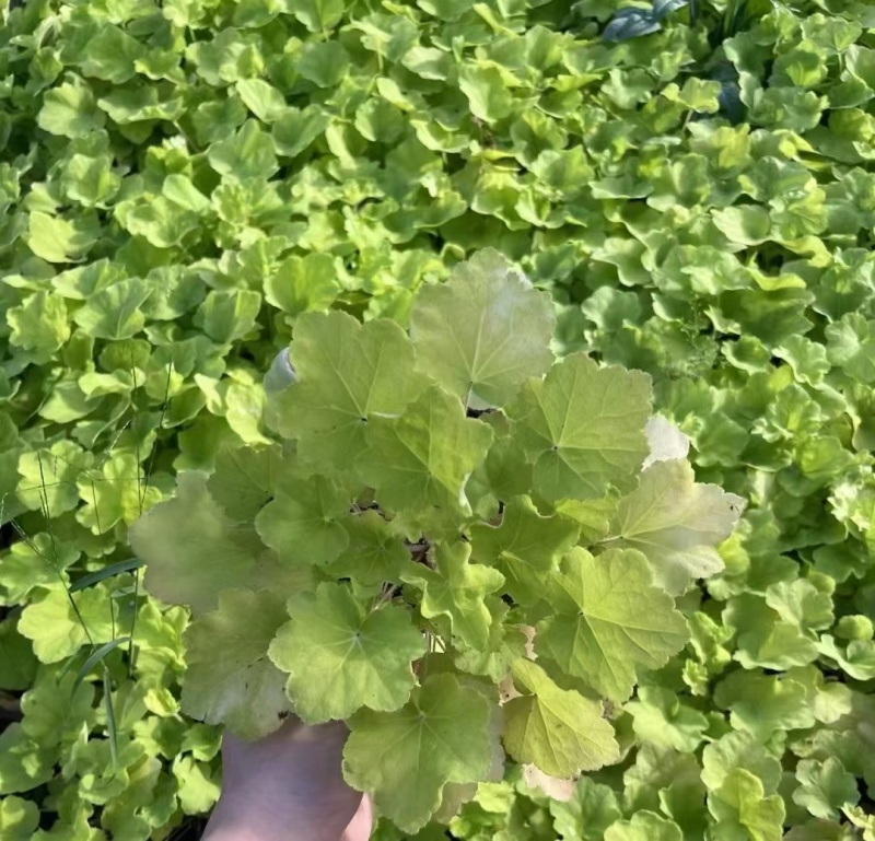 花卉盆景观叶植物矾根120杯，基地量大，价优欢迎来订购。