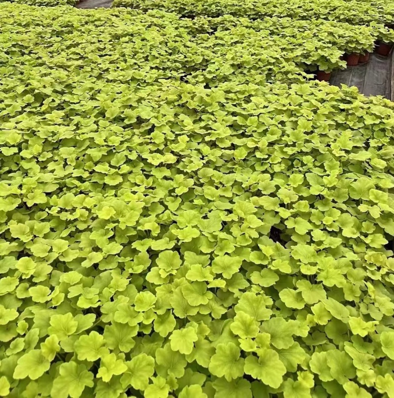 花卉盆景观叶植物矾根120杯，基地量大，价优欢迎来订购。