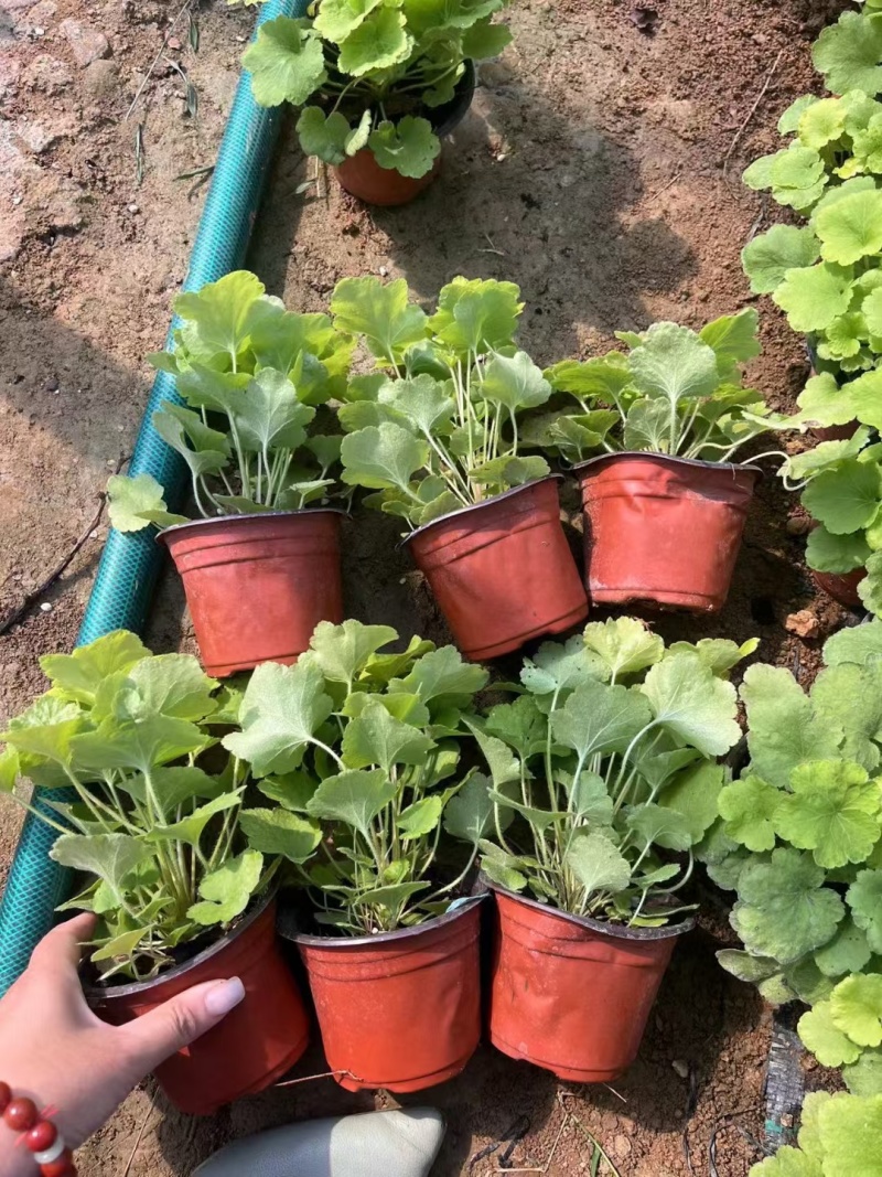 花卉盆景观叶植物矾根120杯，基地量大，价优欢迎来订购。