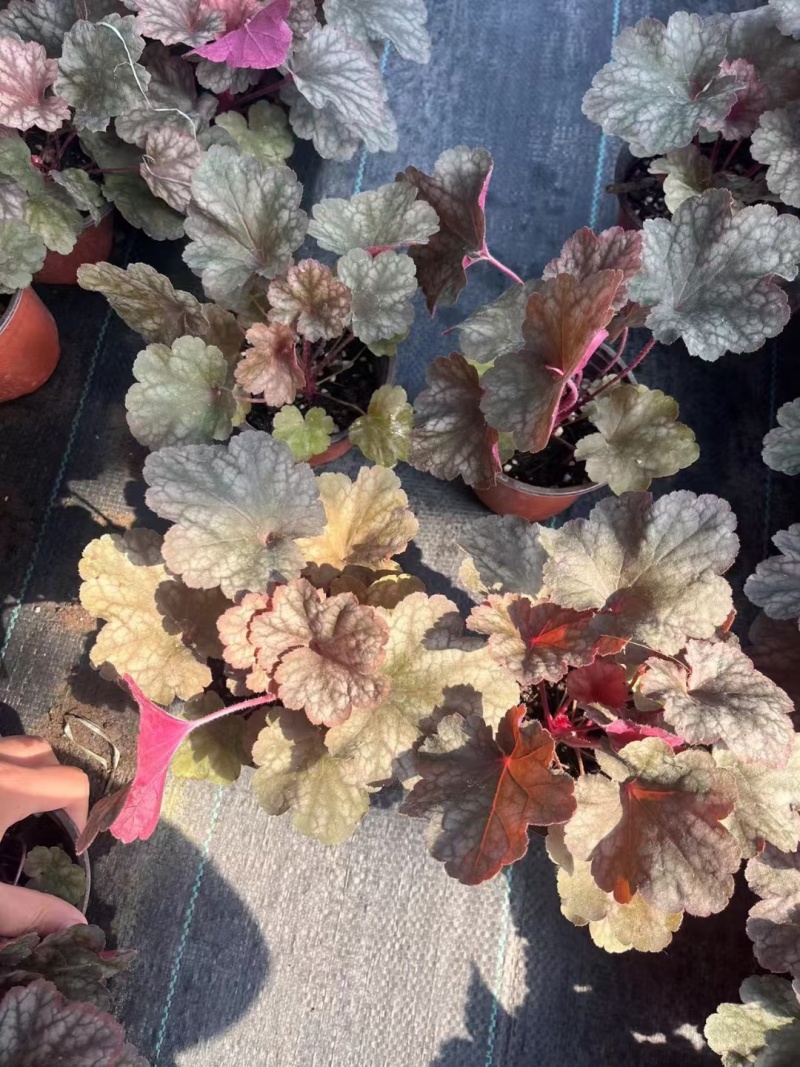 花卉盆景观叶植物矾根120杯，基地量大，价优欢迎来订购。