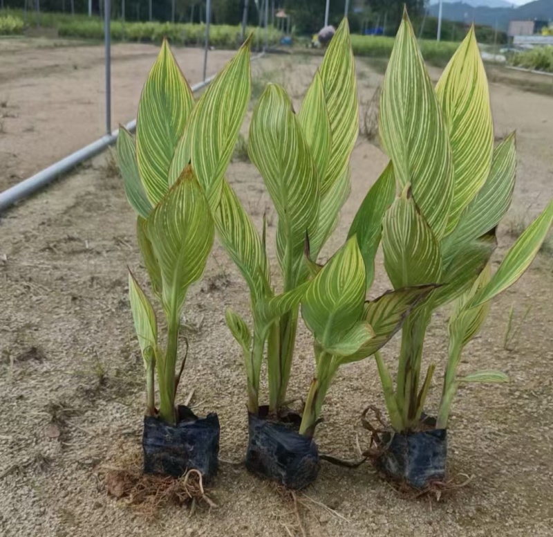 花叶美人蕉大杯、180杯基地直销，量大价优，欢迎订购。