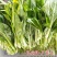 翠玉白菜苔种子白嫩甜脆耐寒抗病农家秋季播种精选菜苔种