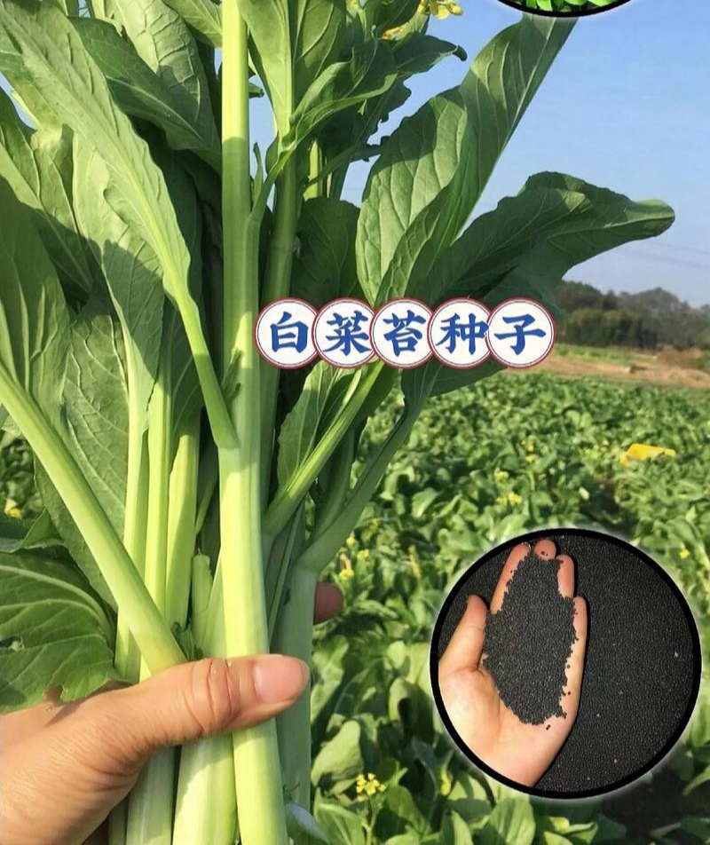 翠玉白菜苔种子白嫩甜脆耐寒抗病农家秋季播种精选菜苔种