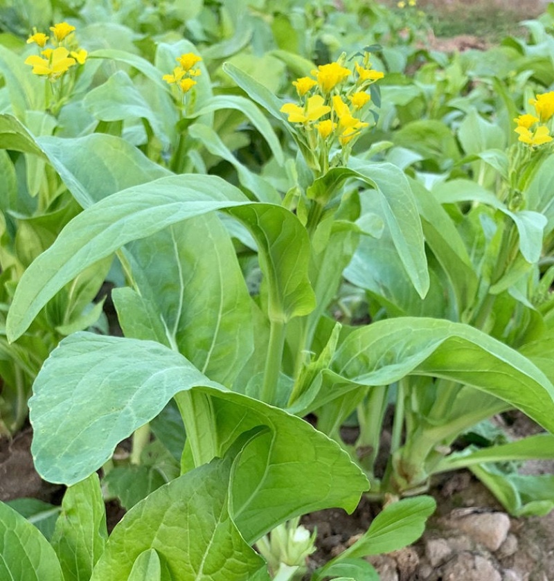 翠玉白菜苔种子白嫩甜脆耐寒抗病农家秋季播种精选菜苔种