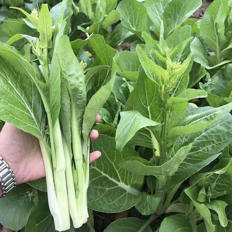 翠玉白菜苔种子白嫩甜脆耐寒抗病农家秋季播种精选菜苔种