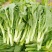 翠玉白菜苔种子白嫩甜脆耐寒抗病农家秋季播种精选菜苔种