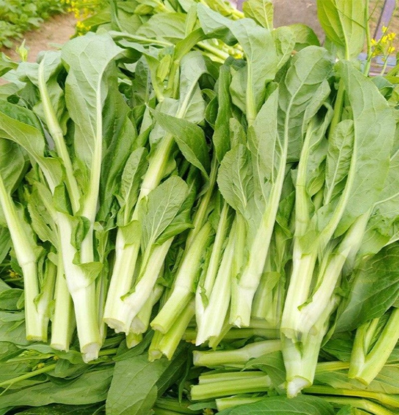 翠玉白菜苔种子白嫩甜脆耐寒抗病农家秋季播种精选菜苔种