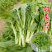 翠玉白菜苔种子白嫩甜脆耐寒抗病农家秋季播种精选菜苔种