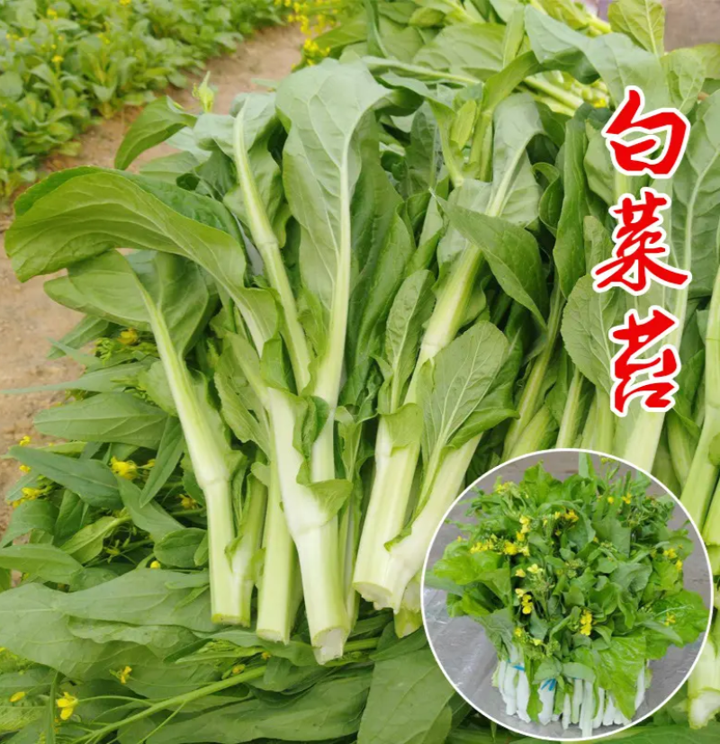 翠玉白菜苔种子白嫩甜脆耐寒抗病农家秋季播种精选菜苔种