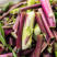 小叶御菜红菜苔种子早熟高产红油菜苔种籽正宗红菜薹种子