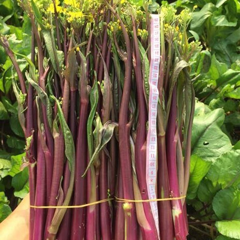 小叶御菜红菜苔种子早熟高产红油菜苔种籽正宗红菜薹种子