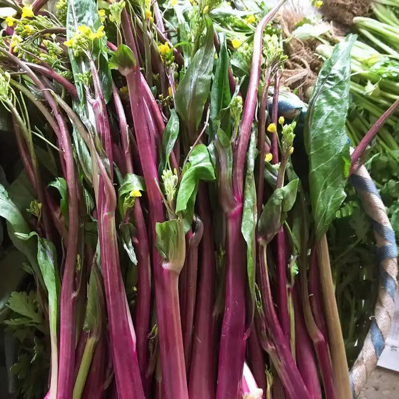 小叶御菜红菜苔种子早熟高产红油菜苔种籽正宗红菜薹种子