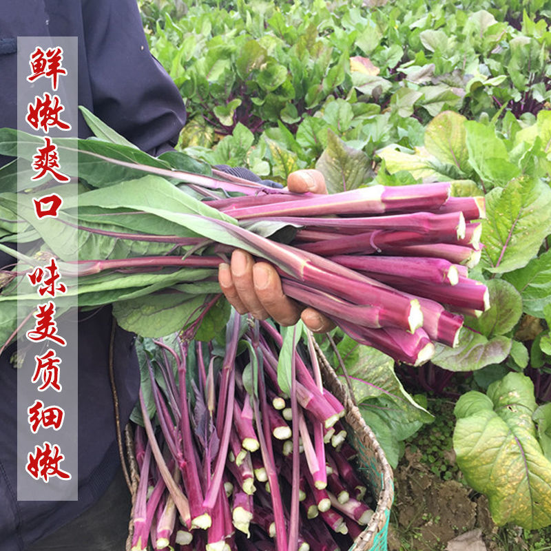 小叶御菜红菜苔种子早熟高产红油菜苔种籽正宗红菜薹种子