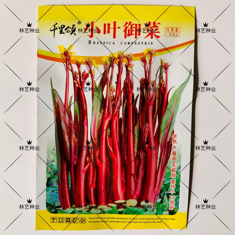 小叶御菜红菜苔种子早熟高产红油菜苔种籽正宗红菜薹种子