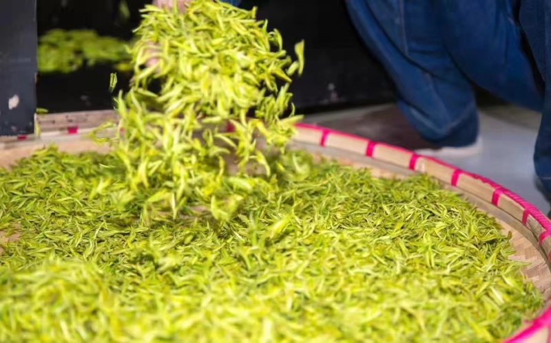 当年明前白茶绿茶黄金芽，不以次充好