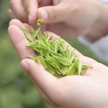 当年明前白茶绿茶黄金芽，不以次充好
