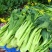 德高青苔1号菜苔种子早熟甜脆稳产耐热农家秋季播种优质菜种