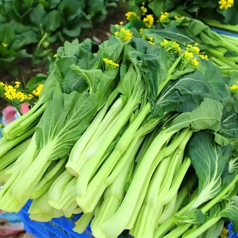 德高青苔1号菜苔种子早熟甜脆稳产耐热农家秋季播种优质菜种