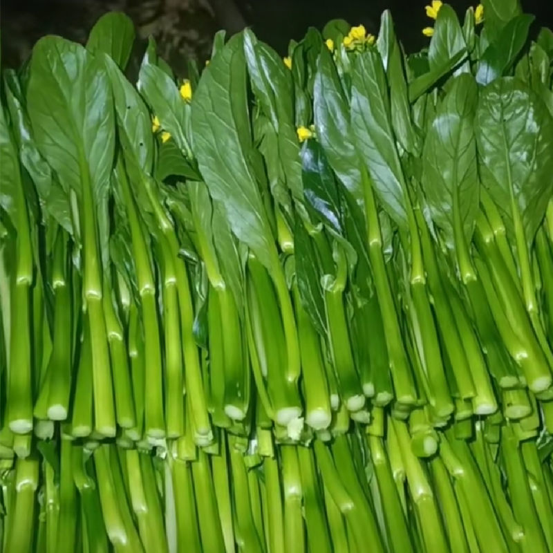 德高青苔1号菜苔种子早熟甜脆稳产耐热农家秋季播种优质菜种