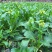 德高青苔1号菜苔种子早熟甜脆稳产耐热农家秋季播种优质菜种