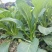 德高青苔1号菜苔种子早熟甜脆稳产耐热农家秋季播种优质菜种