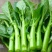 德高青苔1号菜苔种子早熟甜脆稳产耐热农家秋季播种优质菜种