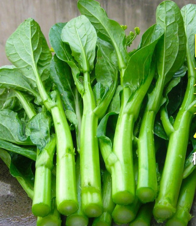 德高青苔1号菜苔种子早熟甜脆稳产耐热农家秋季播种优质菜种