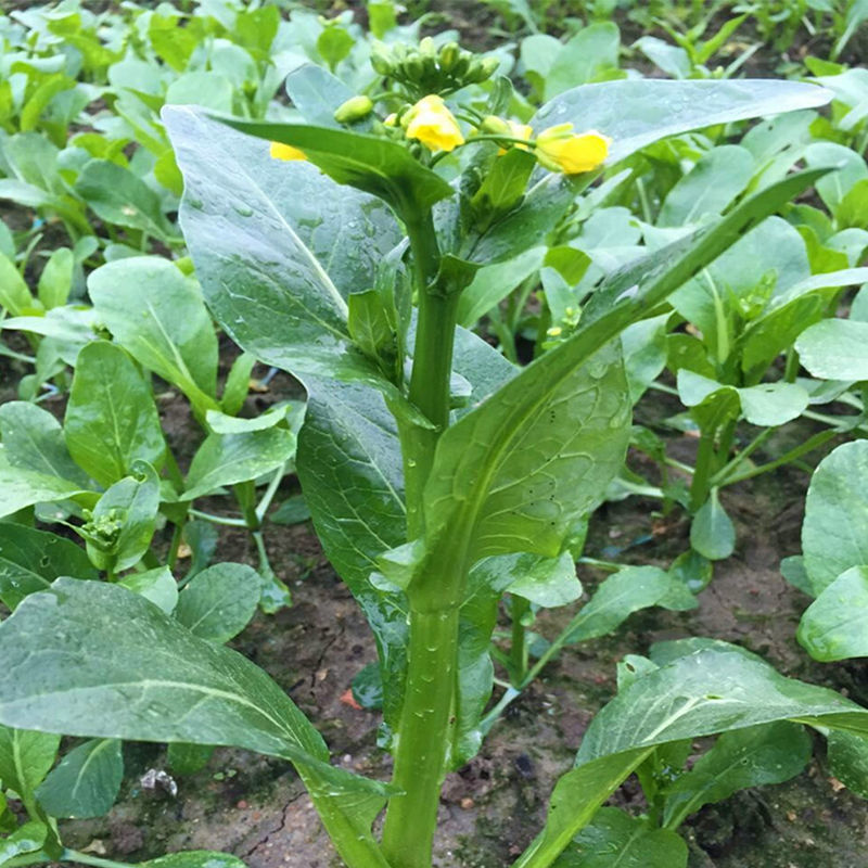 德高青苔1号菜苔种子早熟甜脆稳产耐热农家秋季播种优质菜种