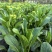 德高青苔1号菜苔种子早熟甜脆稳产耐热农家秋季播种优质菜种