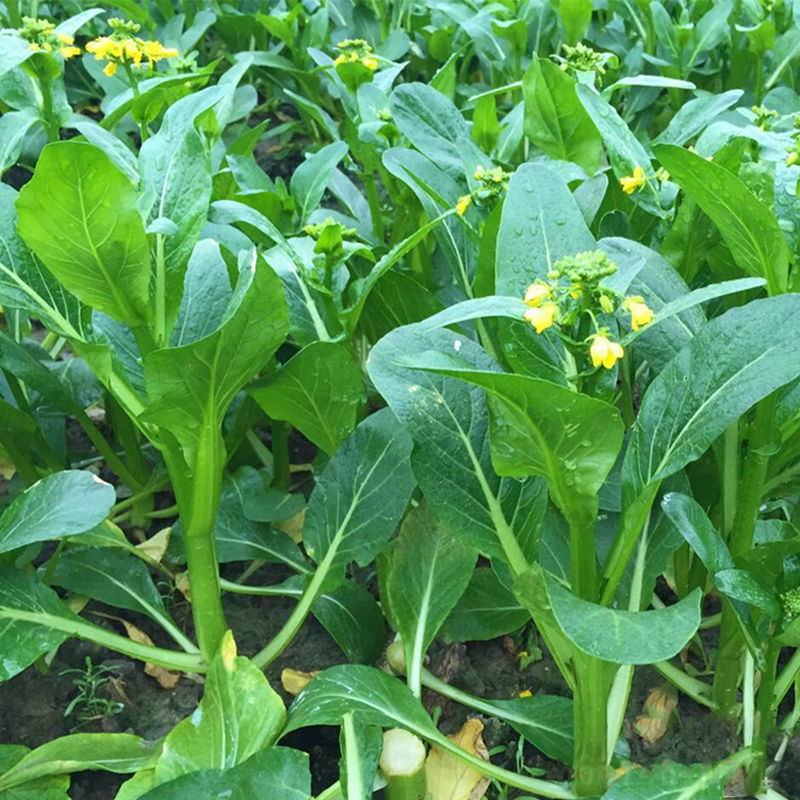 德高青苔1号菜苔种子早熟甜脆稳产耐热农家秋季播种优质菜种