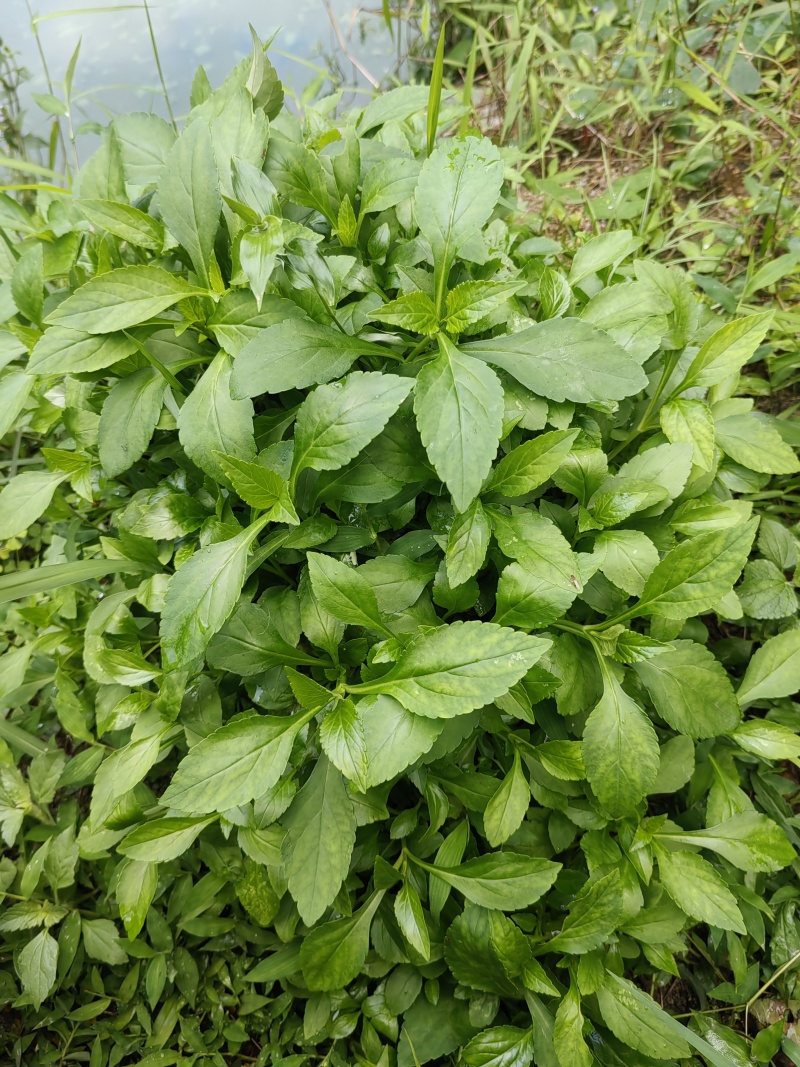 纯野生苦斋干