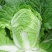 抗病秋大王大白菜种子高产优质耐贮运白菜种籽四季蔬菜孑秋播
