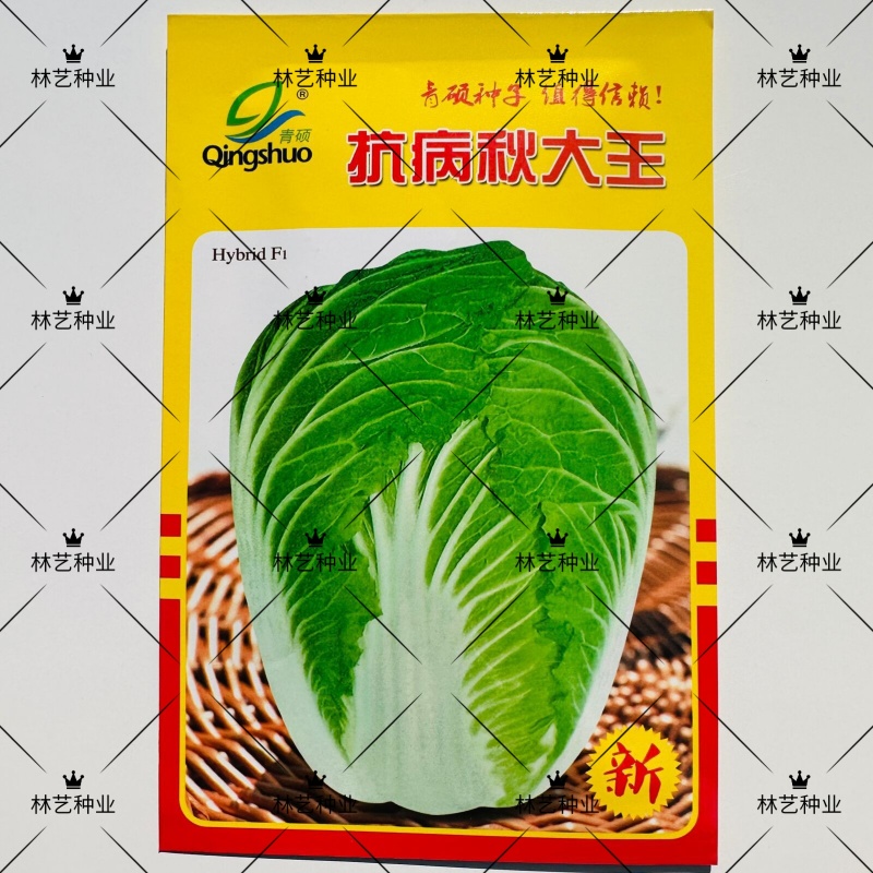 抗病秋大王大白菜种子高产优质耐贮运白菜种籽四季蔬菜孑秋播