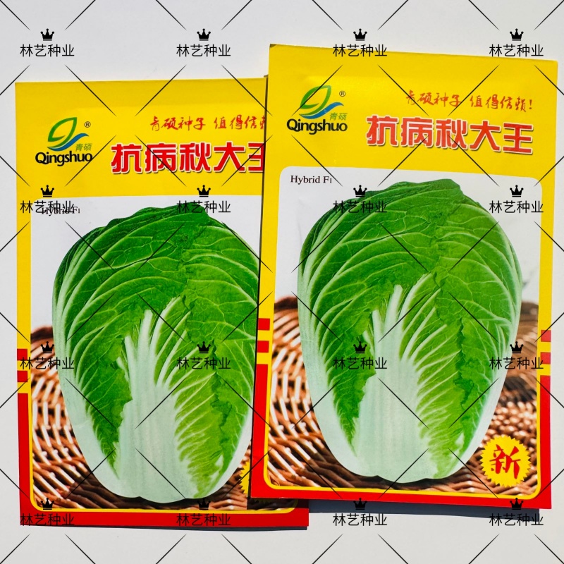 抗病秋大王大白菜种子高产优质耐贮运白菜种籽四季蔬菜孑秋播