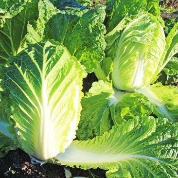 义和秋帅大白菜种子山东白菜籽口感好冬季耐寒四季秋优质蔬菜