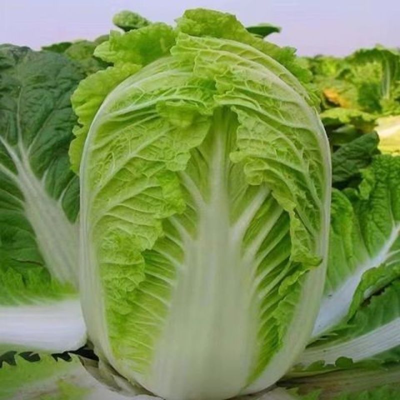 义和秋帅大白菜种子山东白菜籽口感好冬季耐寒四季秋优质蔬菜