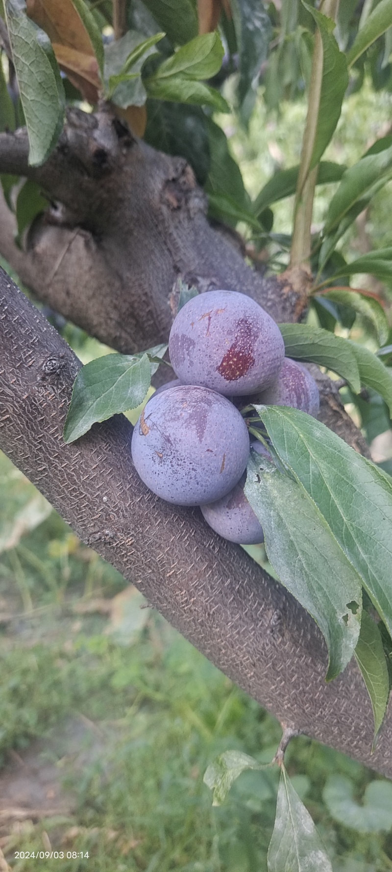 四川茂县小红脆红李子品质从优，欢迎全国各地老板前来看货