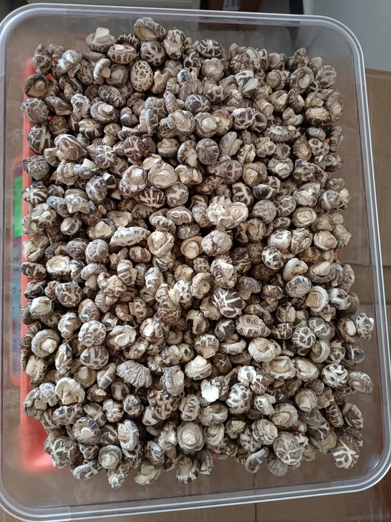 随州小花菇剪脚去根3斤试吃装(回购30斤以上可优惠)