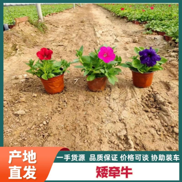 矮牵牛花小杯牵牛花,大量供应