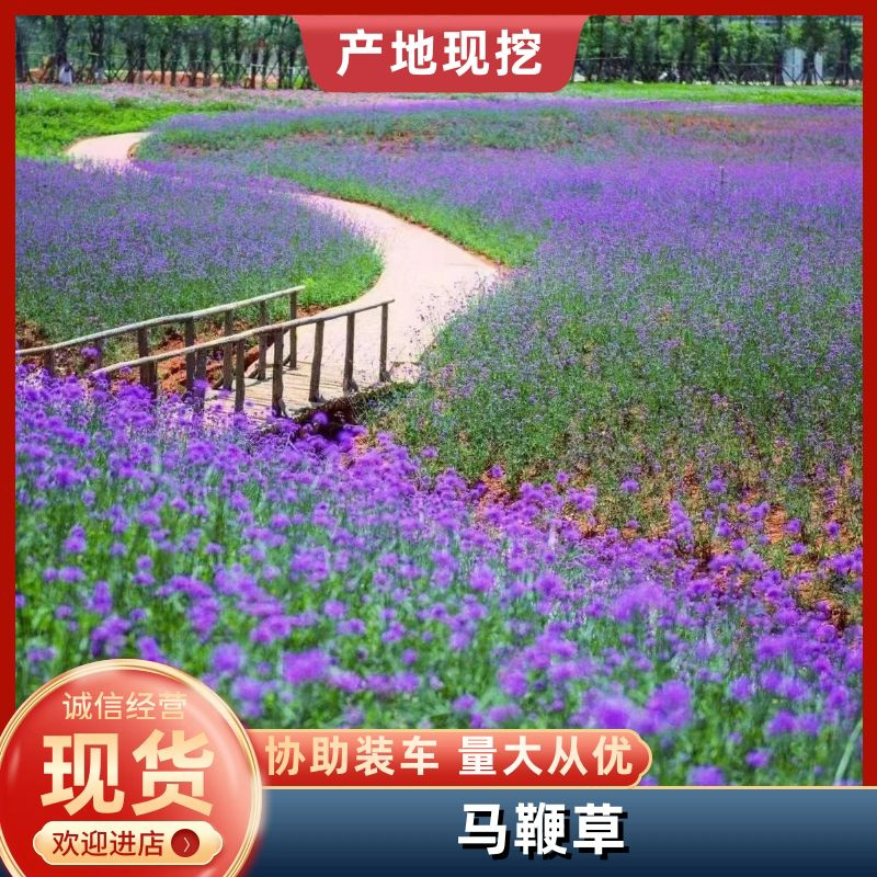 柳叶马鞭草马鞭草苗多年生续根花卉植物用花