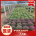 九月菊(国庆菊千头球菊品种菊花)红色黄色基地直发