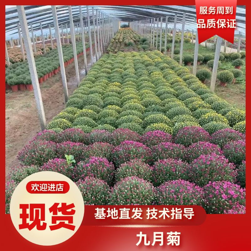 九月菊（国庆菊千头球菊品种菊花）红色黄色基地直发