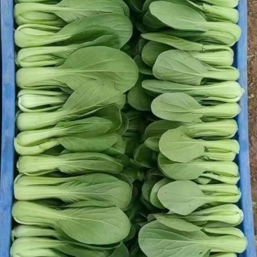 油菜