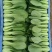 油菜