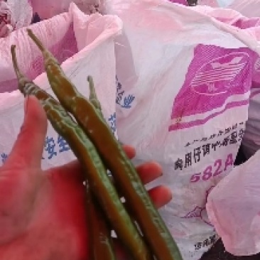 青线椒