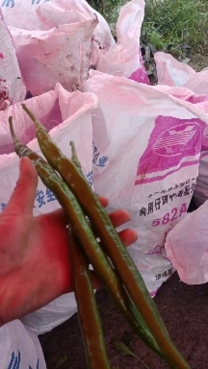 青线椒