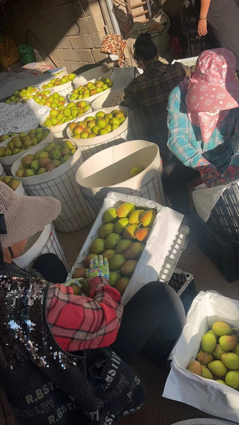 红香酥梨大量现货，欢迎客商选购