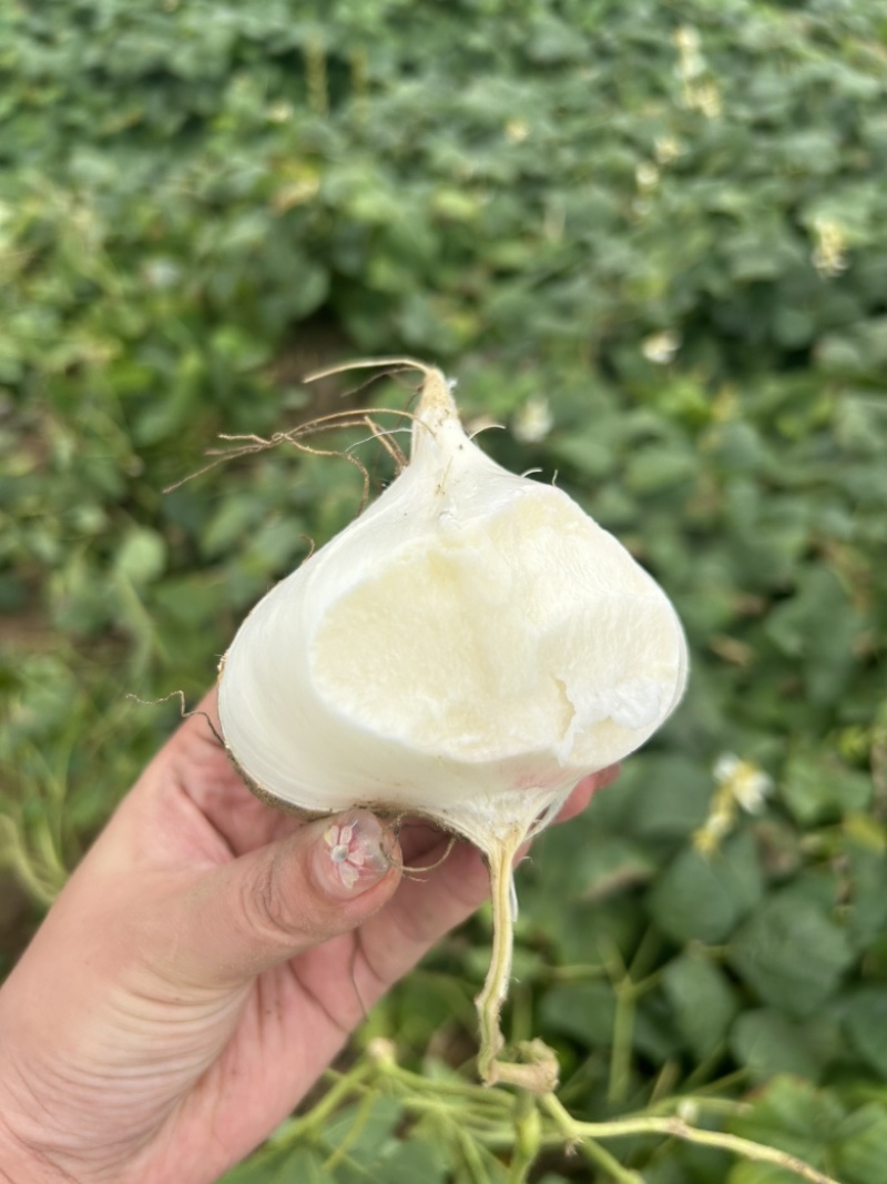 沙地凉薯地瓜湖北基地直供诚信合作量大从优欢迎来电