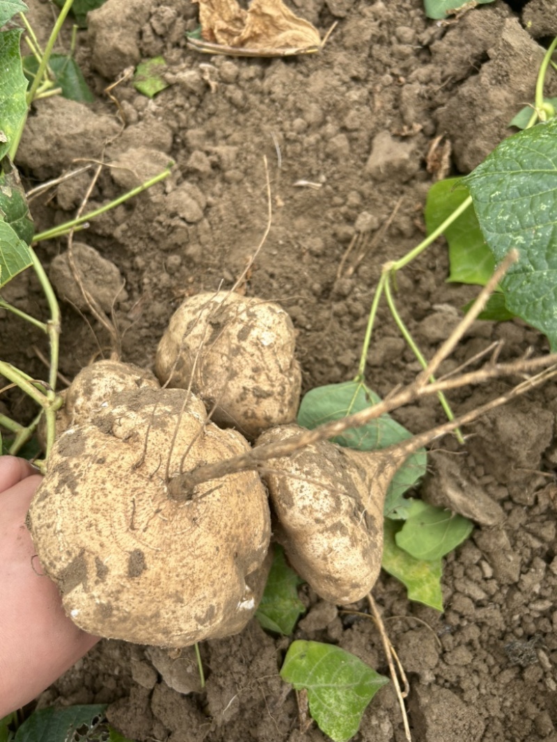 沙地凉薯地瓜湖北基地直供诚信合作量大从优欢迎来电