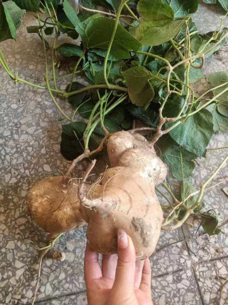 沙地凉薯地瓜湖北基地直供诚信合作量大从优欢迎来电